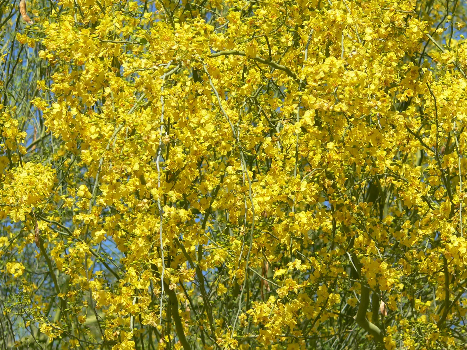 Blue Palo Verde (Parkinsonia Floridum) — bright green leaves are absent during drought; the Blue Palo Verde (Parkinsonia florida)