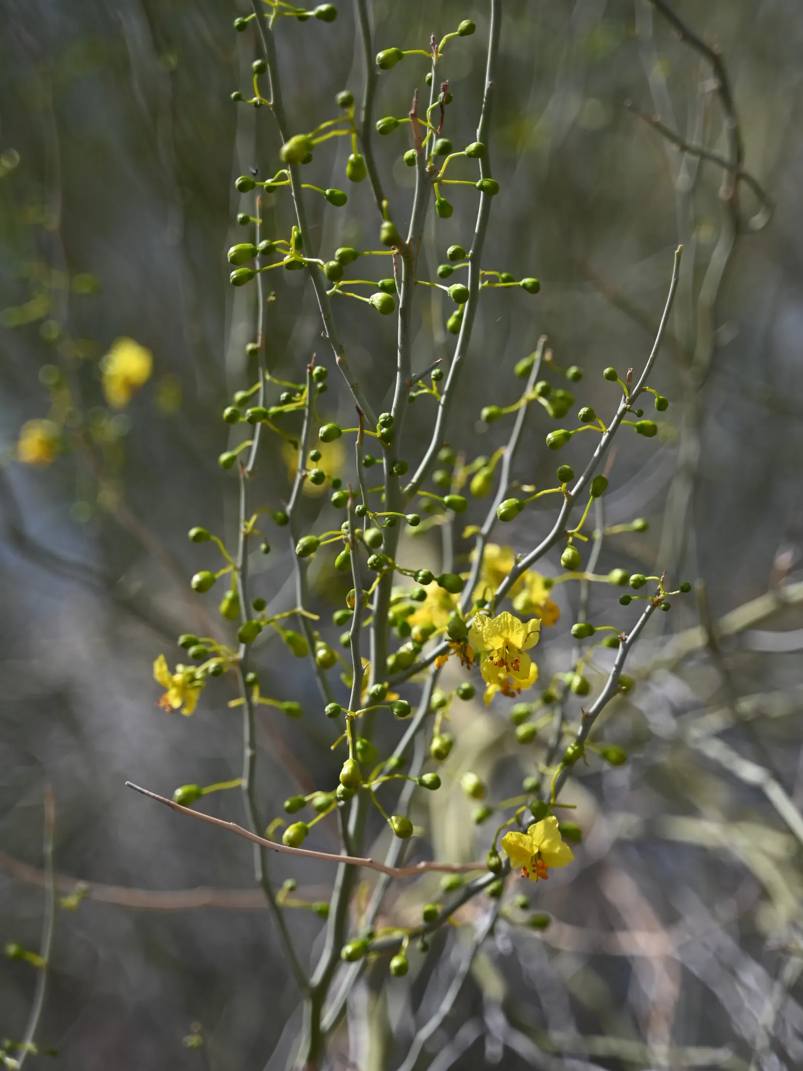 Blue Palo Verde (Parkinsonia Floridum) — open canopy provides dappled shade