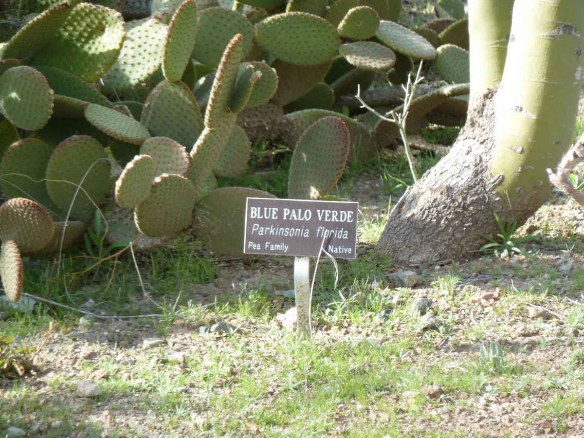 Blue Palo Verde (Parkinsonia Floridum) — it thrives in full sun and well-drained soils; mature at 20-30 feet in height and width