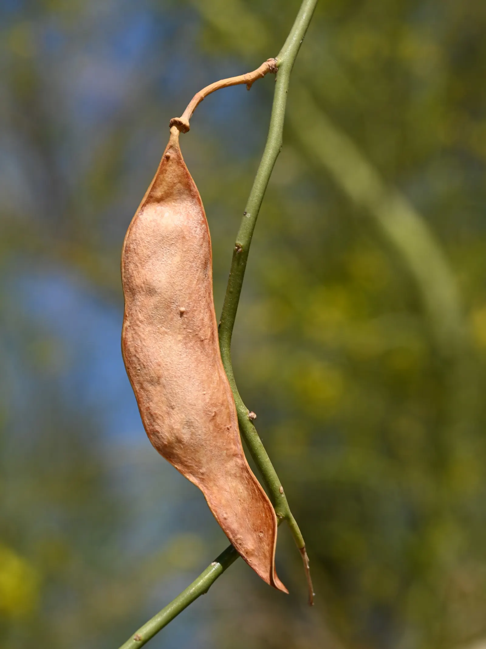 Blue Palo Verde (Parkinsonia Floridum) — The Blue Palo Verde (Parkinsonia florida); it thrives in full sun and well-drained soils