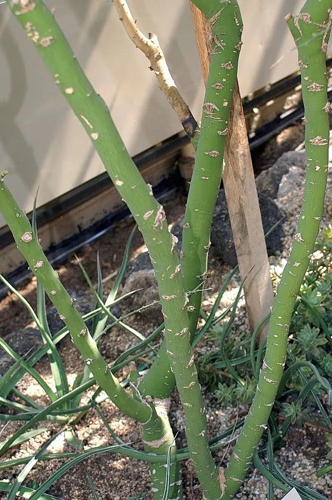 Blue Palo Verde (Parkinsonia Floridum) — provide the Blue Palo Verde with well-draining soil and full sun exposure to ensure optimal growth and health