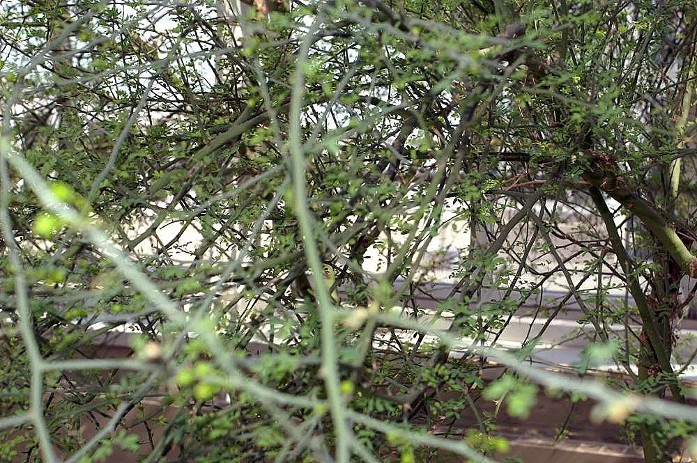 Blue Palo Verde (Parkinsonia Floridum) — perfect for underplanting with a variety of sun-loving