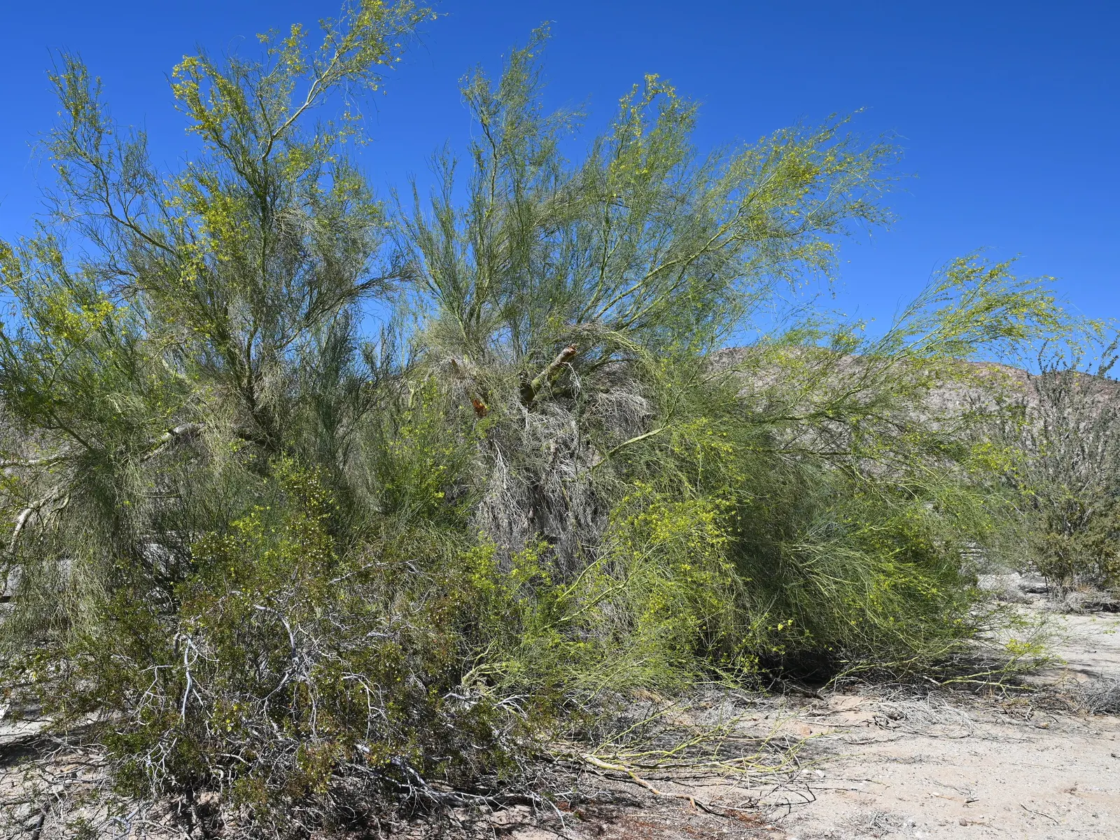 Blue Palo Verde (Parkinsonia Floridum) — airy structure provides dappled shade; open canopy provides dappled shade