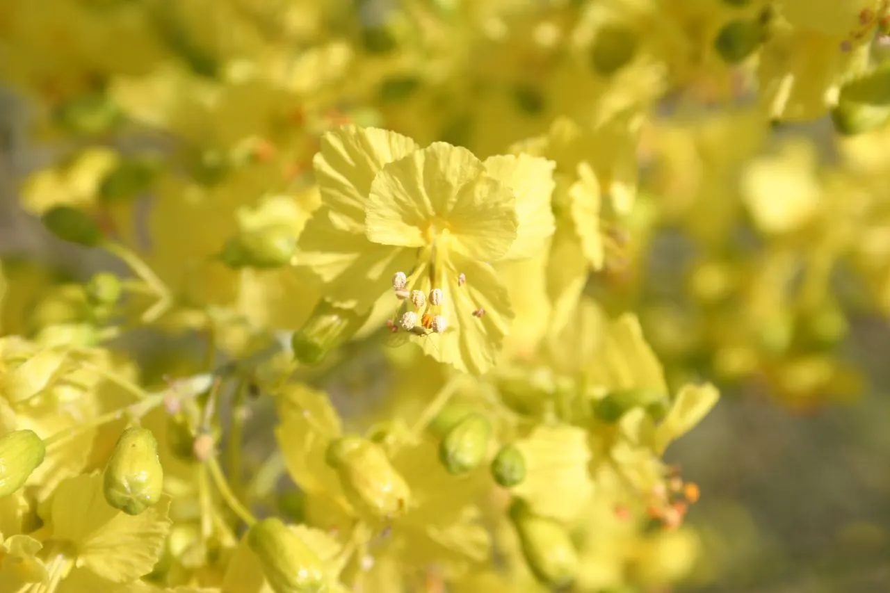 Blue Palo Verde (Parkinsonia Floridum) — requiring minimal water once established; bright green leaves are absent during drought
