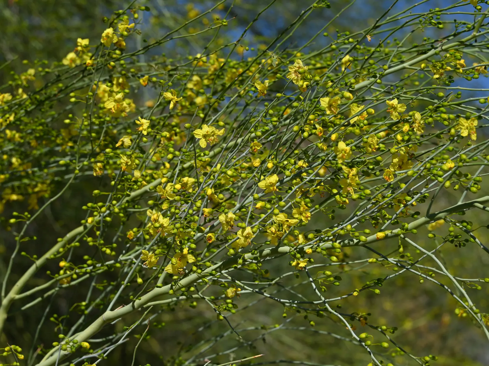 Blue Palo Verde (Parkinsonia Floridum) — it bears seed pods that provide vital food sources for local wildlife.<br><br>For design consideration