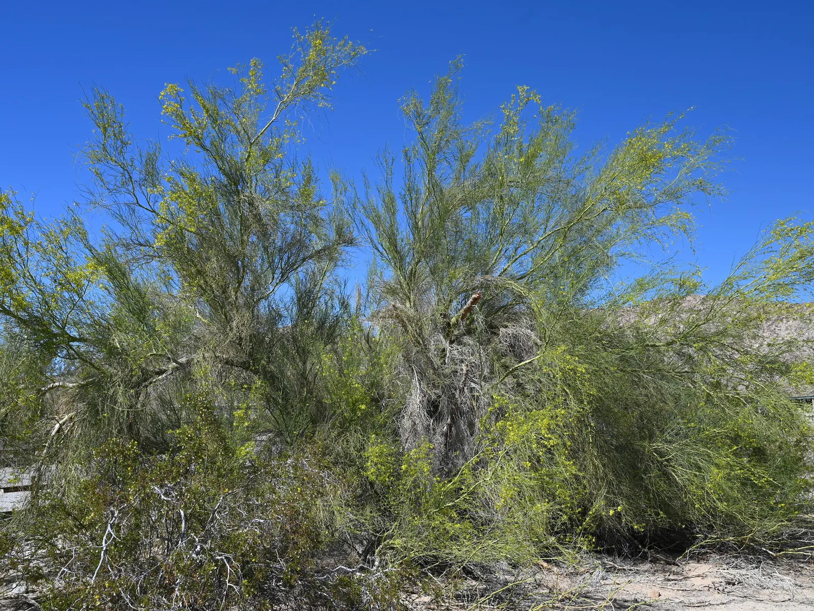 Blue Palo Verde (Parkinsonia Floridum) — A low-maintenance choice, it typically requires only occasional pruning to remove dead wood and to shape
