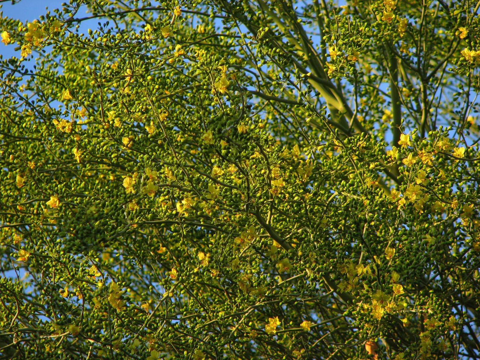 Blue Palo Verde (Parkinsonia Floridum) — desert-adapted groundcovers and perennials