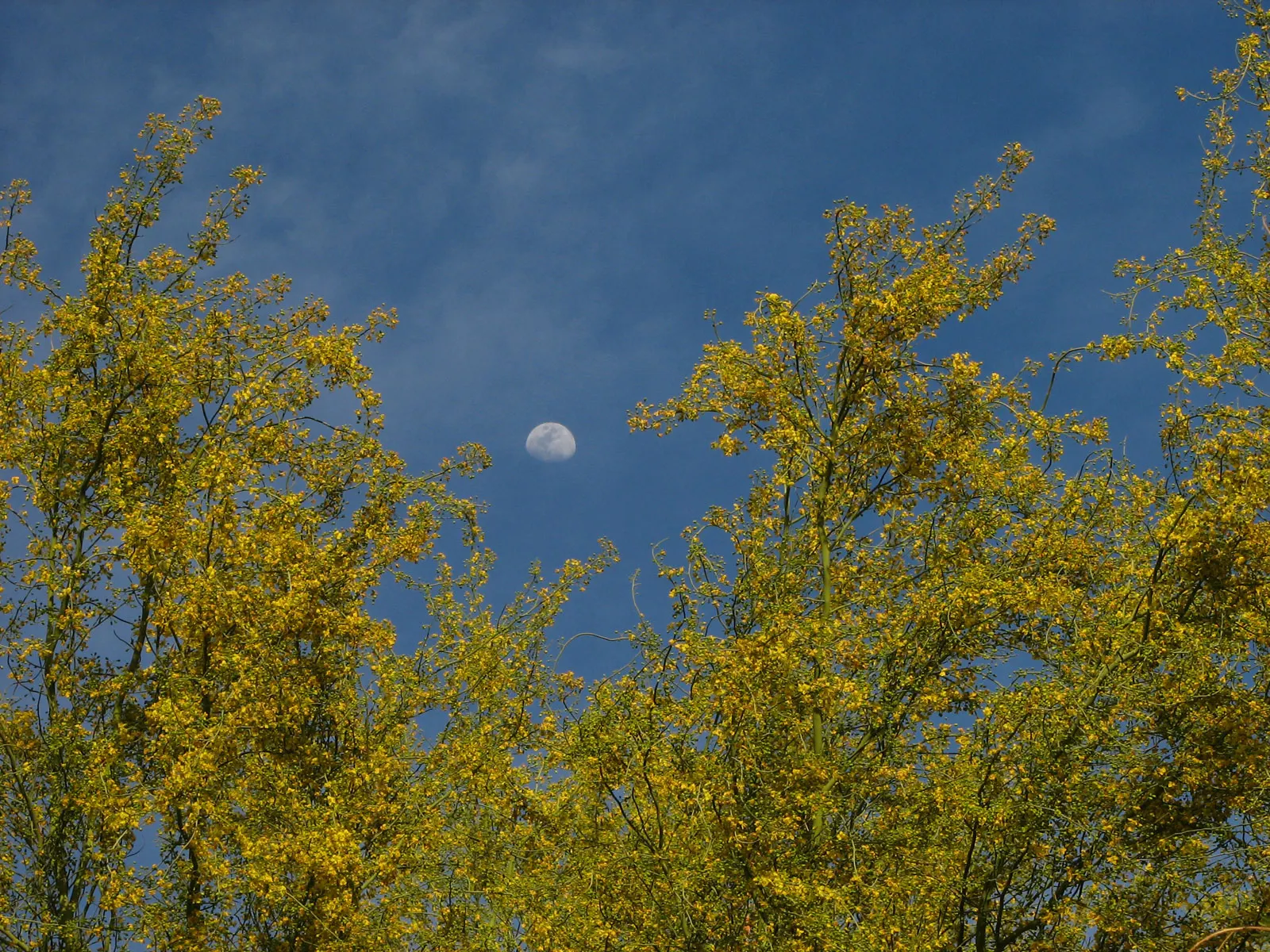 Blue Palo Verde (Parkinsonia Floridum) — making it an ideal focal point or natural canopy for xeriscaped gardens within USDA zones 8-11