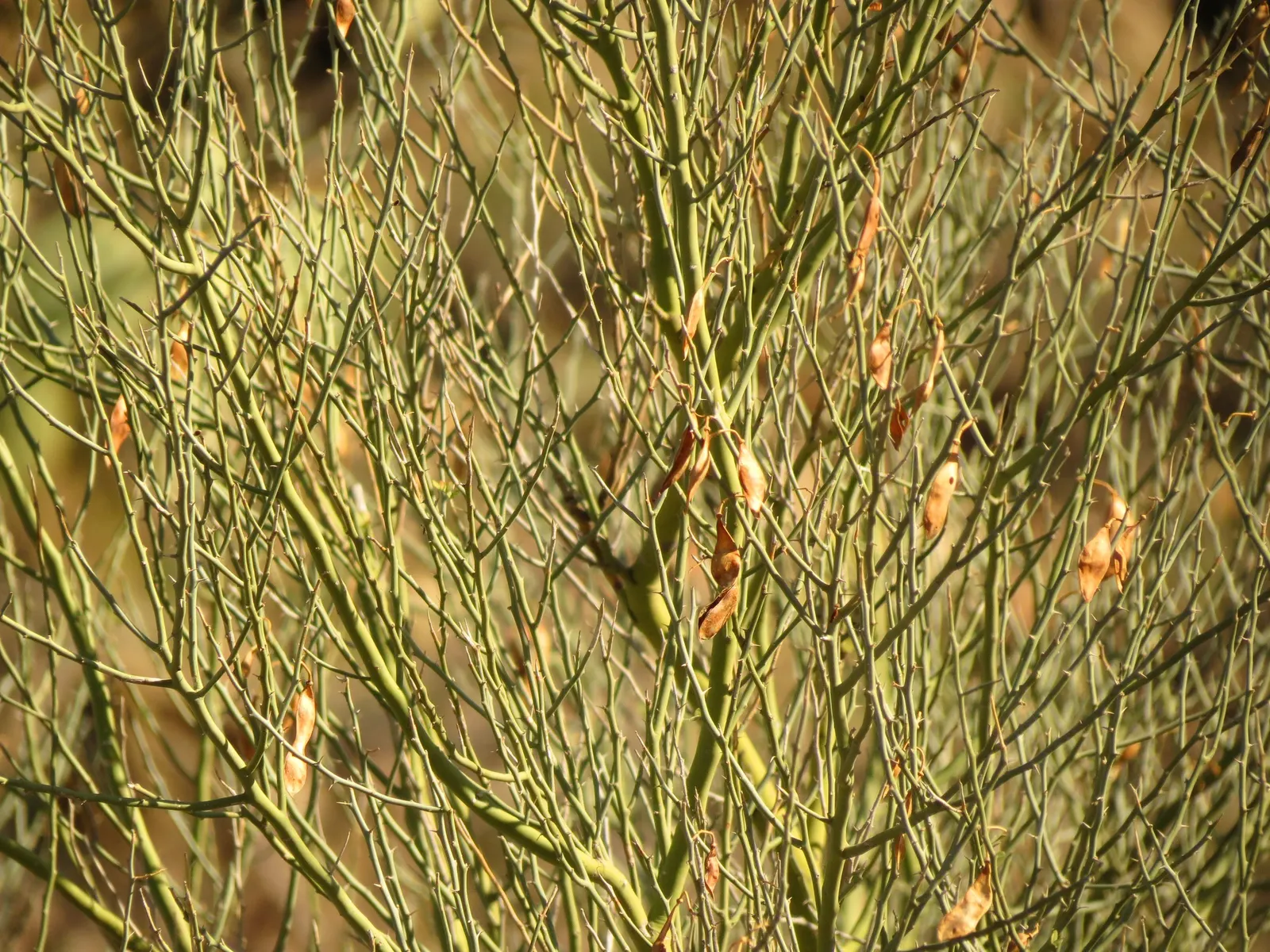 Blue Palo Verde (Parkinsonia Floridum) — tree for full