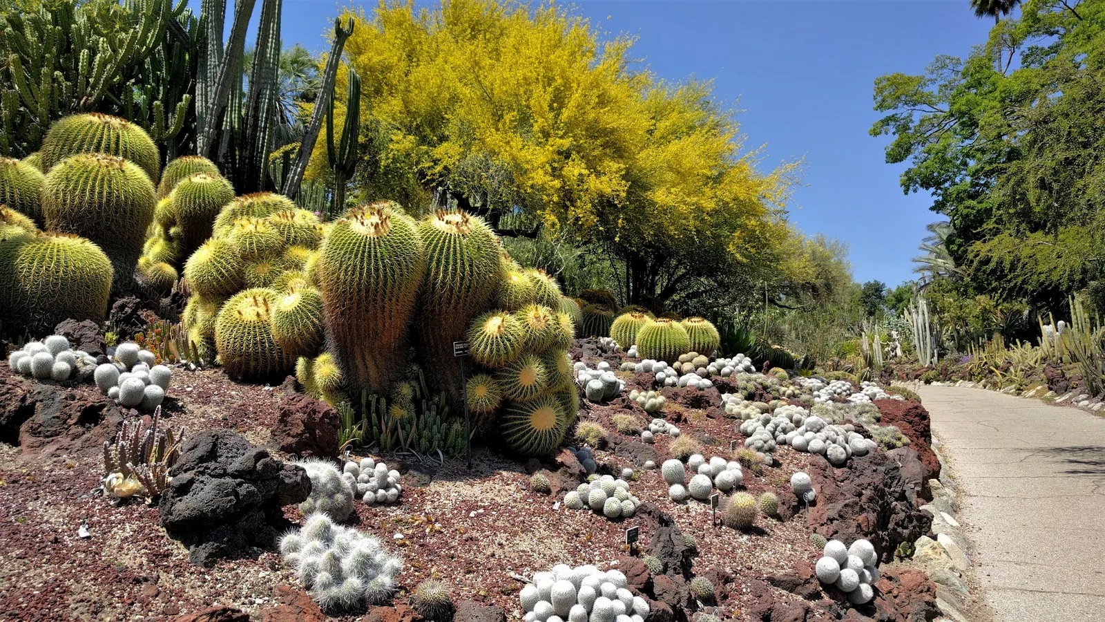 Blue Palo Verde (Parkinsonia Floridum) — showcases a lush canopy of blue-green foliage and striking yellow blooms