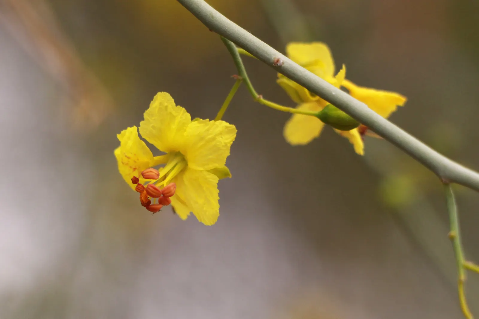 Blue Palo Verde (Parkinsonia Floridum) — bright green leaves are absent during drought