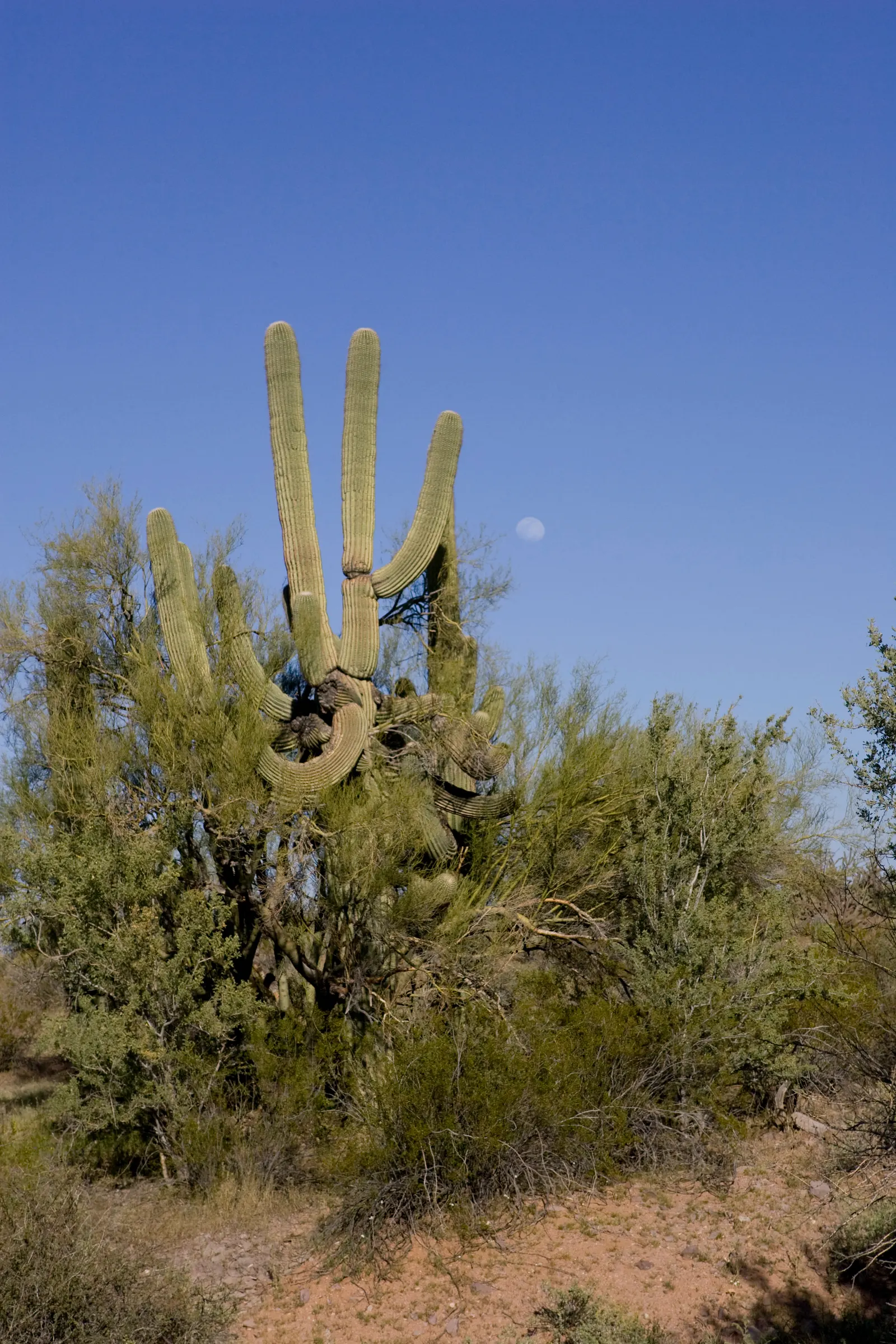 Blue Palo Verde (Parkinsonia Floridum) — airy structure provides dappled shade