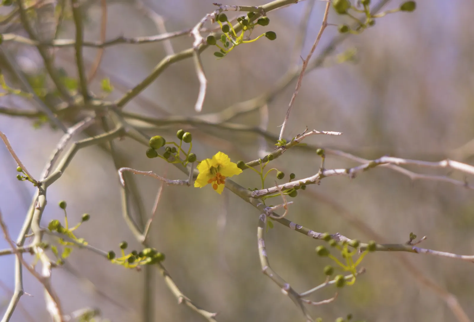 Blue Palo Verde (Parkinsonia Floridum) — which contains chlorophyll and allows the tree to perform photosynthesis even when its tiny