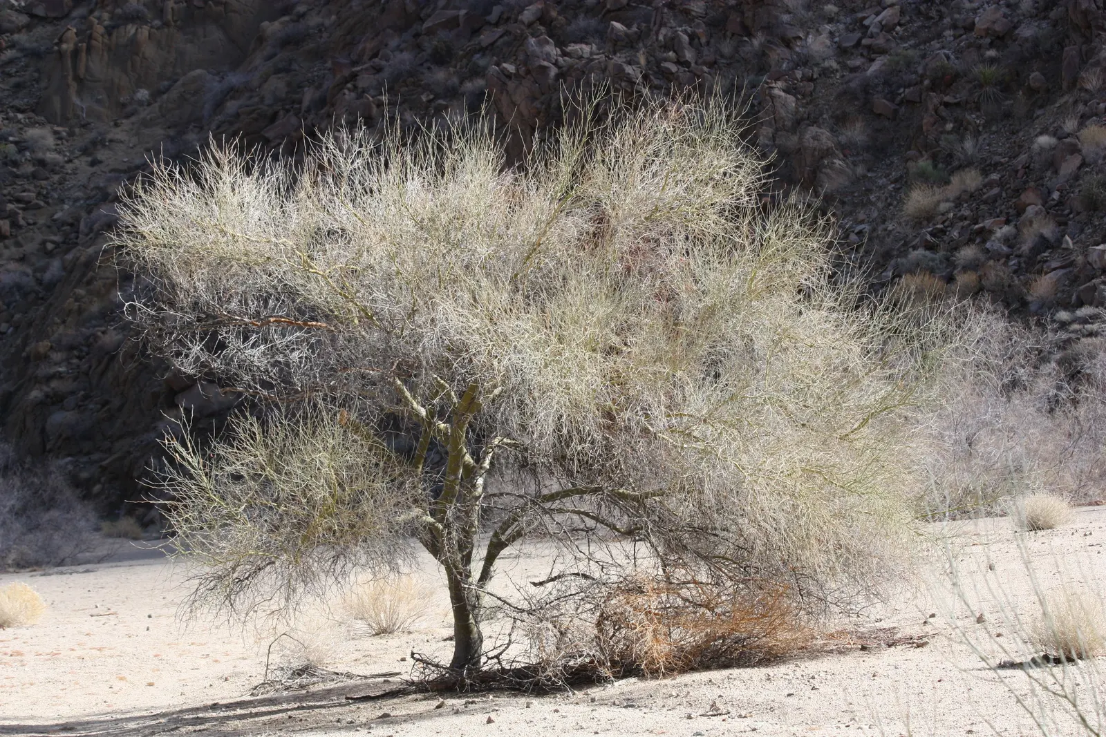 Blue Palo Verde (Parkinsonia Floridum) — it thrives in full sun and well-drained soils