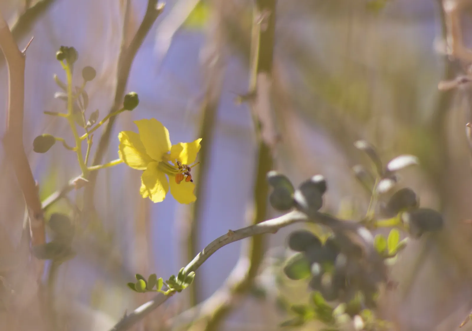 Blue Palo Verde (Parkinsonia Floridum) — requiring minimal water once established