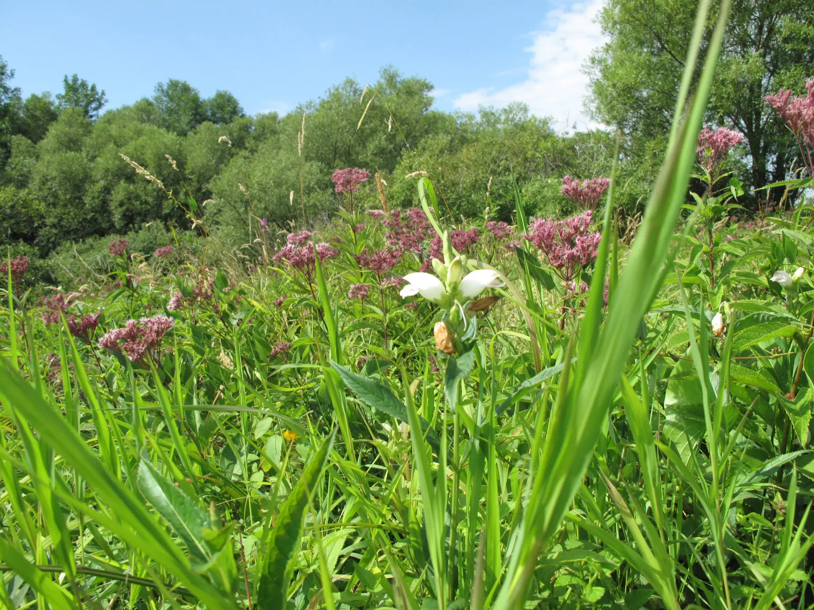 Turtlehead (Chelone Glabra) — A versatile addition to any landscape design