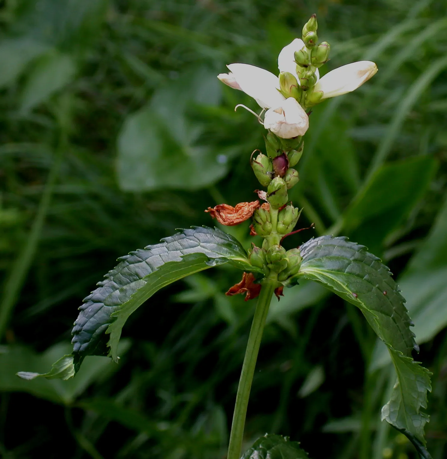 Turtlehead (Chelone Glabra) — Thriving in zones 3-8, it prefers moist soil and partial shade; in late summer through early fall