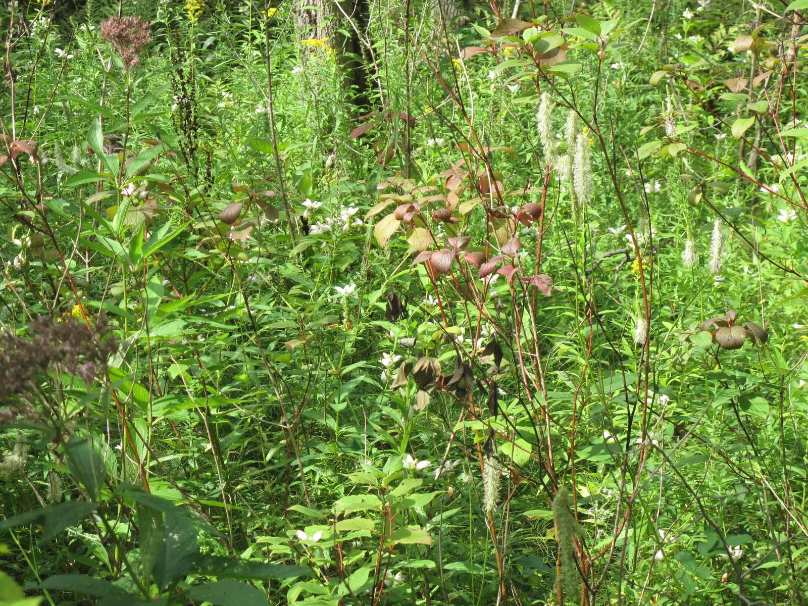 Turtlehead (Chelone Glabra) — Ideal for rain gardens and naturalized areas, lending a textured, vertical element to the landscape