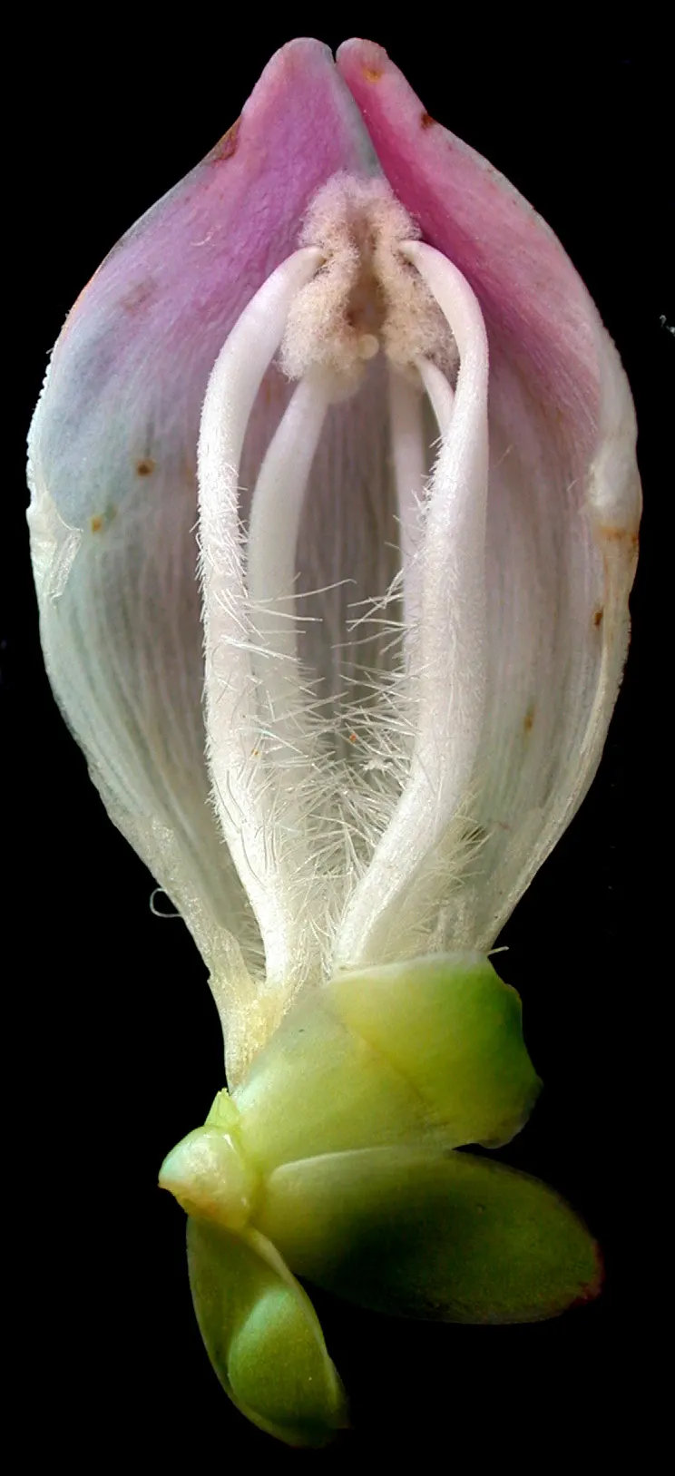 Turtlehead (Chelone Glabra) — commonly referred to as Turtlehead; it's also resistant to deer and has no serious insect or disease issues, ensuring low
