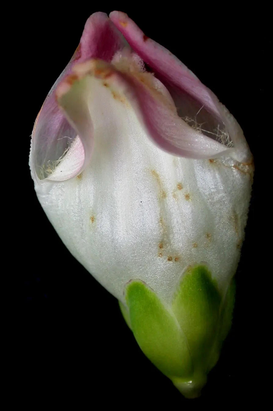 Turtlehead (Chelone Glabra) — Turtlehead produces dense spikes of two-lipped white flowers