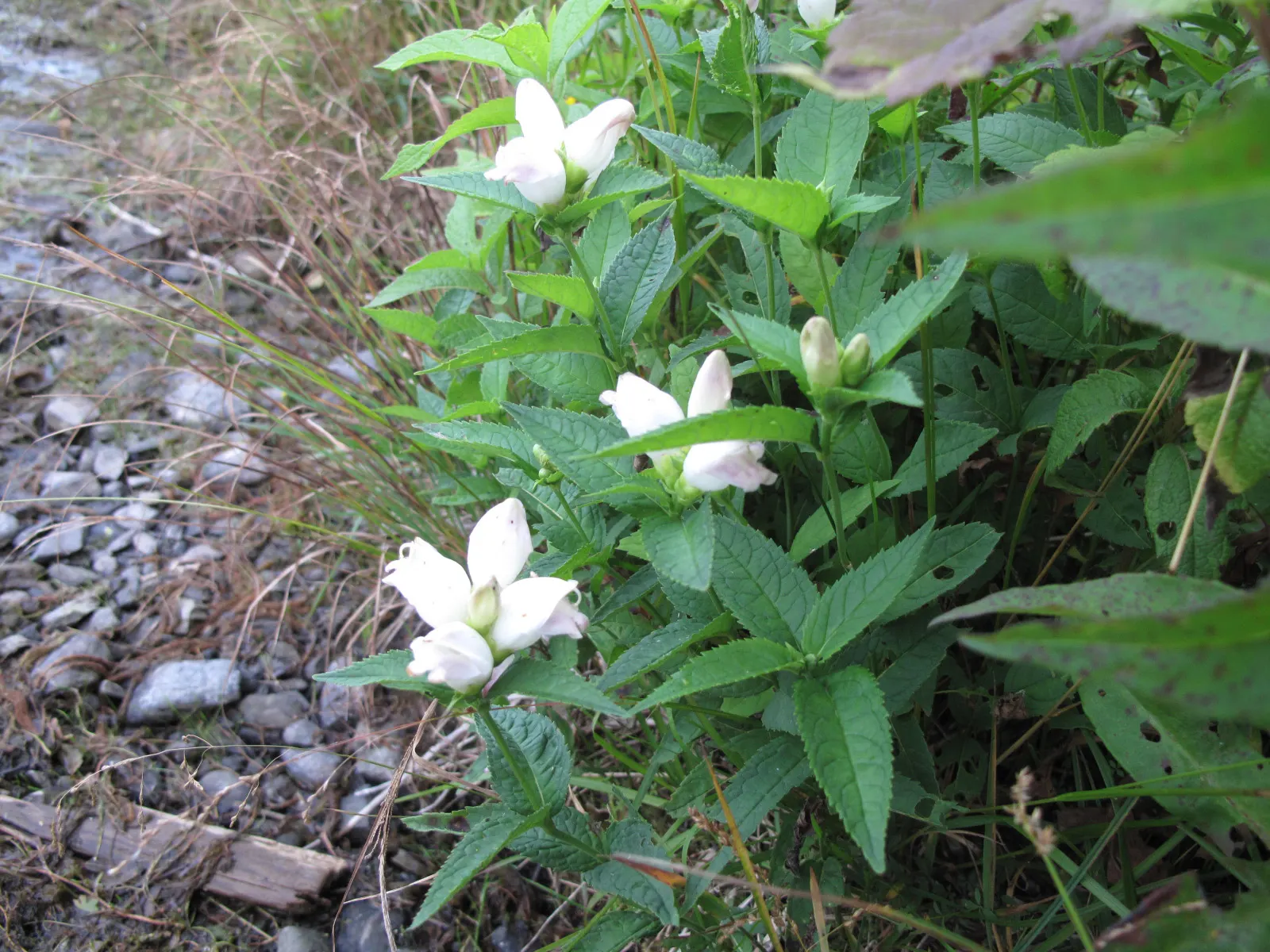 Turtlehead (Chelone Glabra) — In late summer through early fall