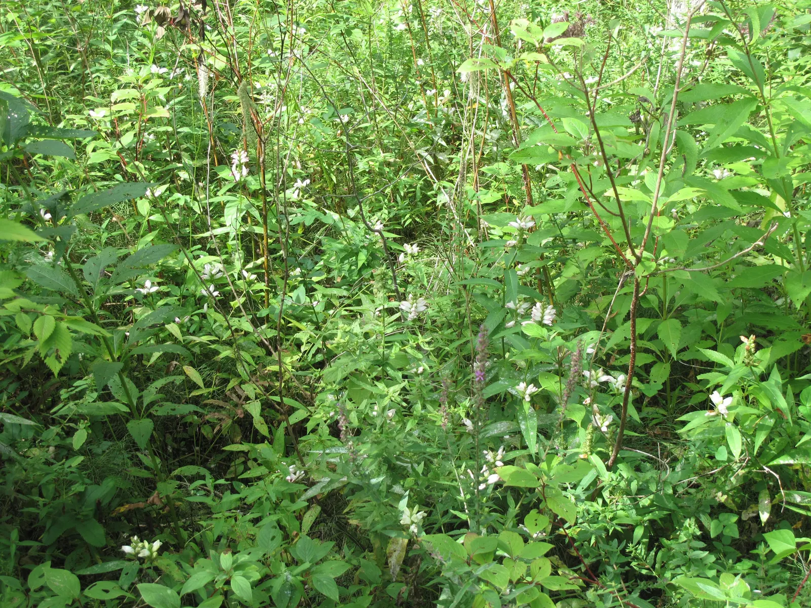 Turtlehead (Chelone Glabra) — creating clumps of upright, image 44