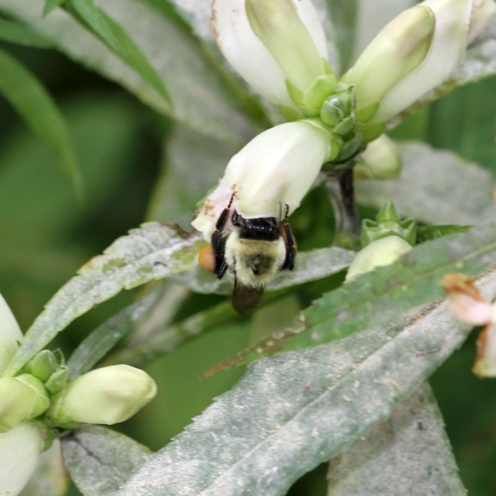Turtlehead (Chelone Glabra) — is a perennial herbaceous plant featuring distinctive white blooms resembling a turtle's head; a versatile addition to any