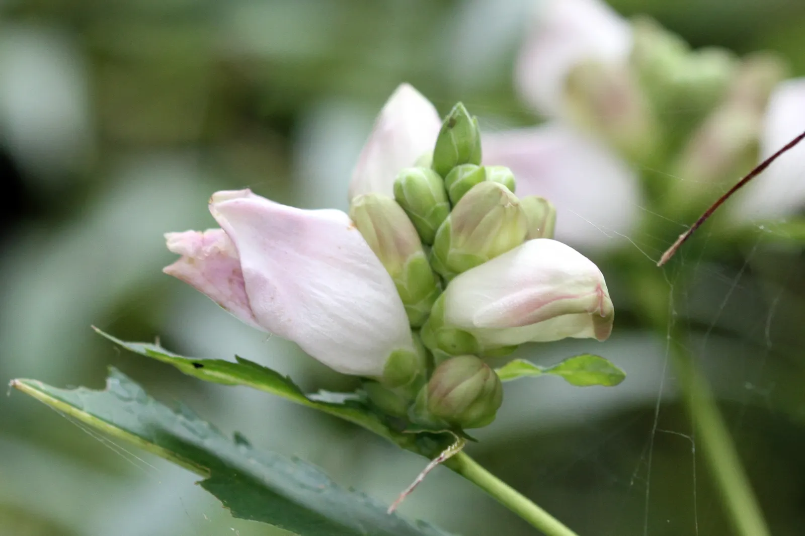 Turtlehead (Chelone Glabra) — perennial with pink and white blooms