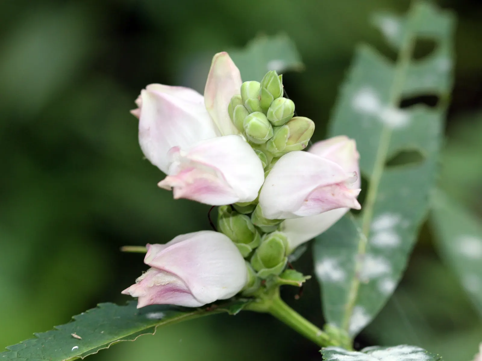 Turtlehead (Chelone Glabra) — It's also resistant to deer and has no serious insect or disease issues, ensuring low maintenance