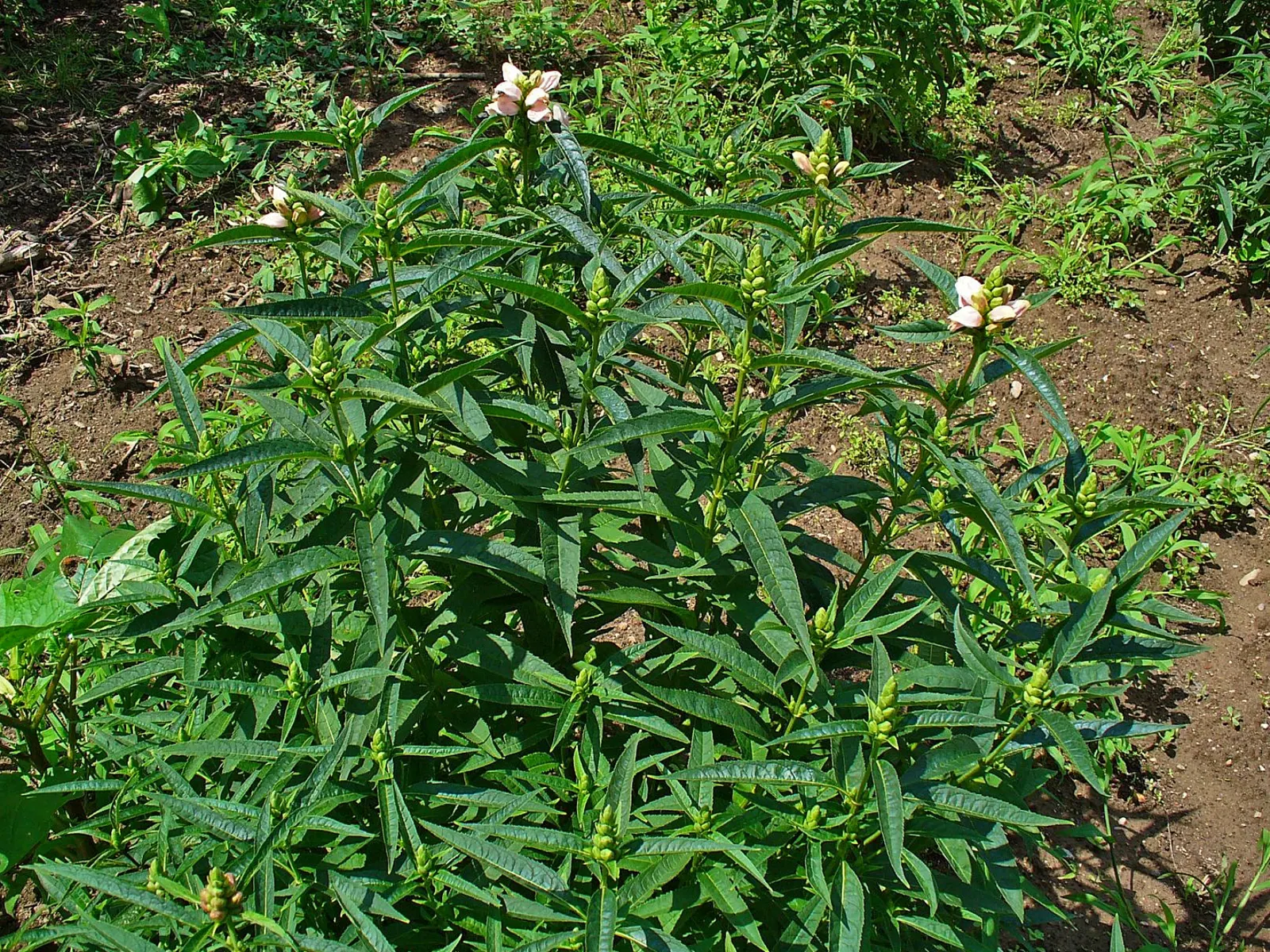 Turtlehead (Chelone Glabra) — lance-shaped leaves that can grow up to 6 inches long