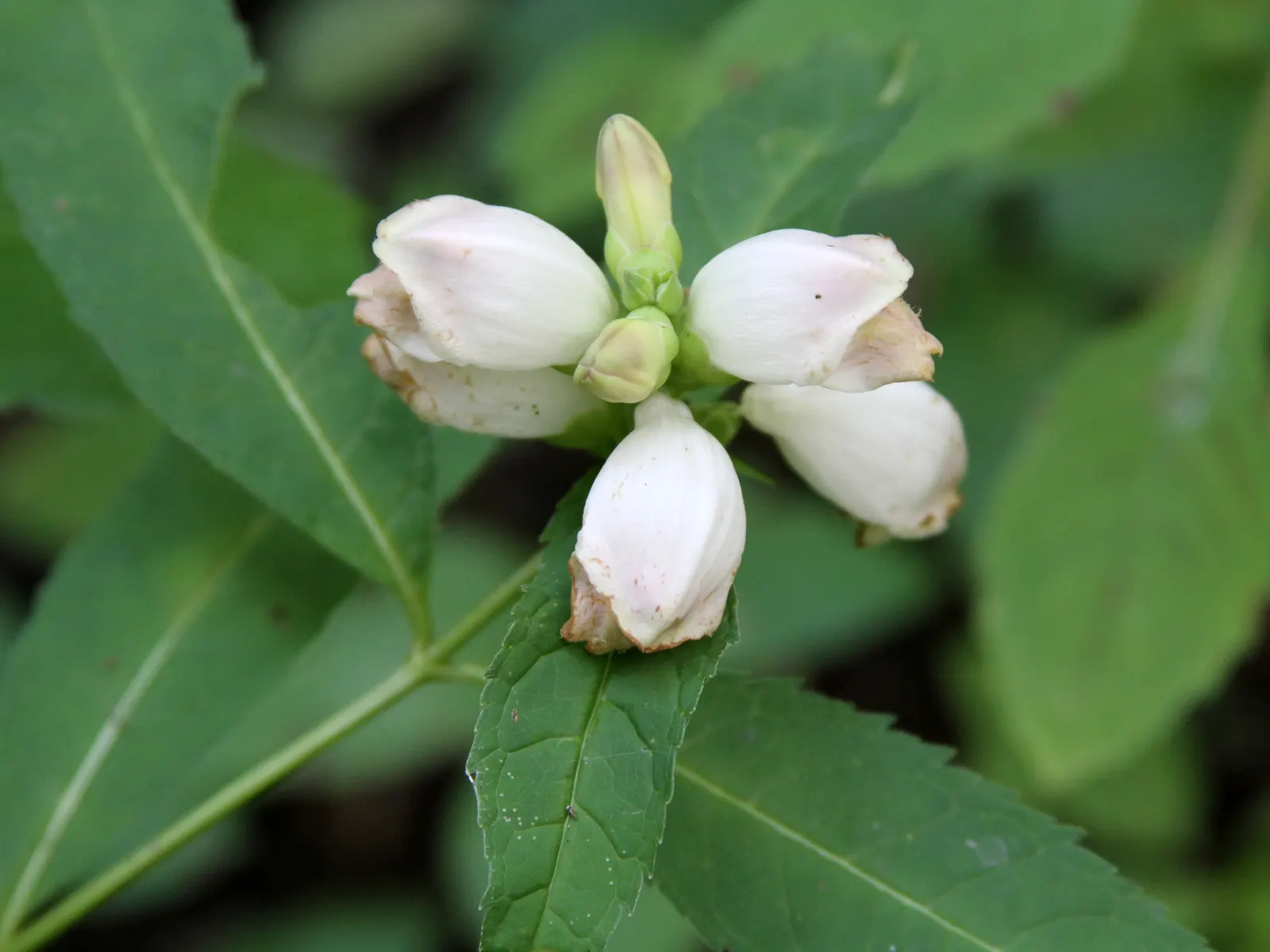 Turtlehead (Chelone Glabra) — Thriving in zones 3-8, it prefers moist soil and partial shade