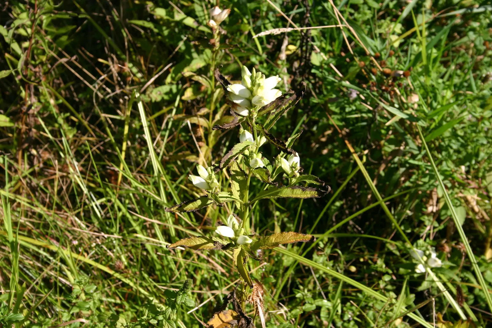 Turtlehead (Chelone Glabra) — \n\n(Note: Plant sizes and growth conditions are represented using the imperial system as requested.)