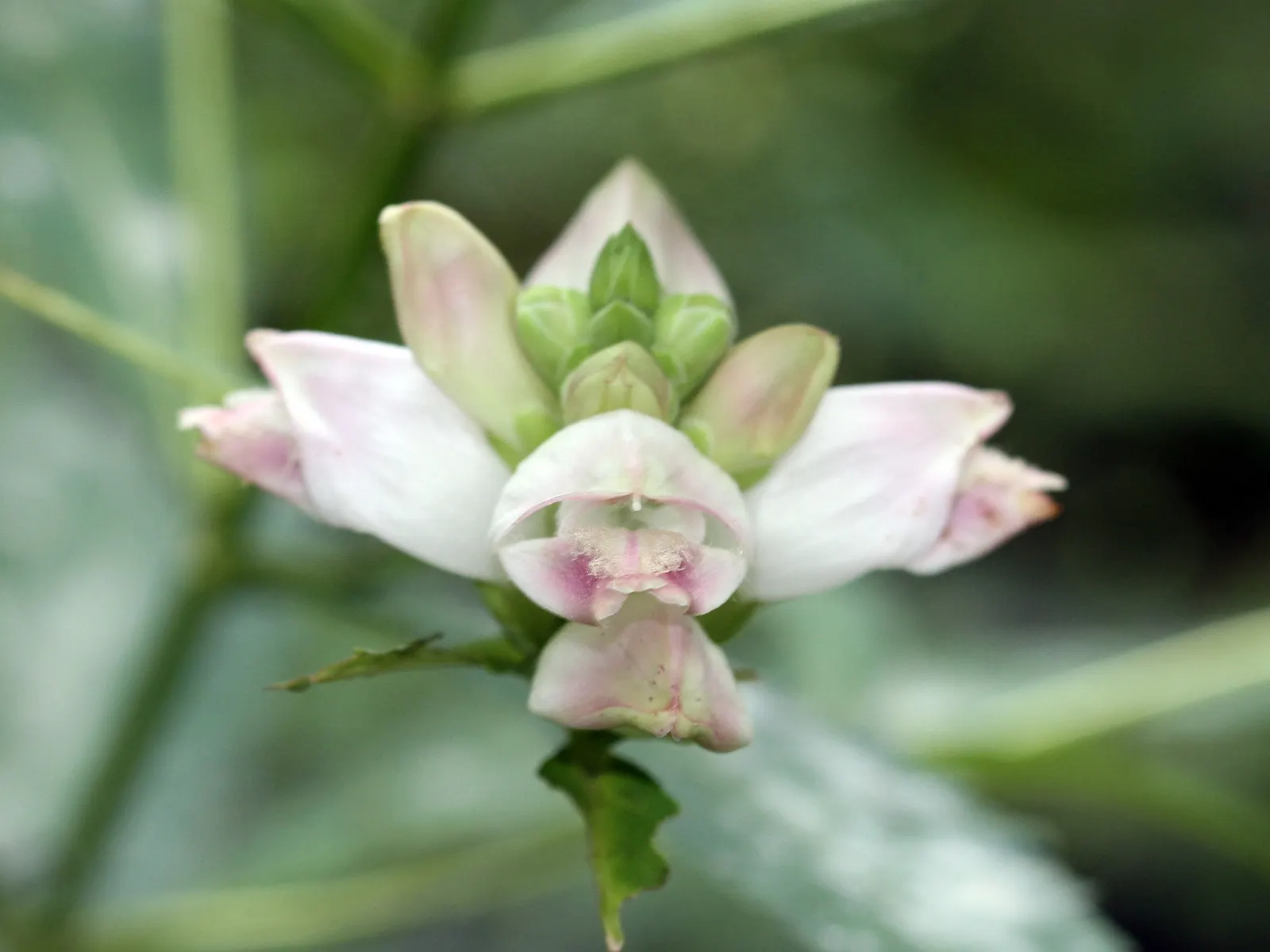 Turtlehead (Chelone Glabra) — It can tolerate partial shade but also grows well in full sunlight; commonly referred to as Turtlehead