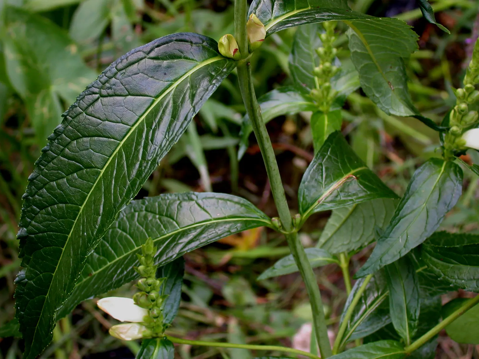Turtlehead (Chelone Glabra) — perennial for half or shade