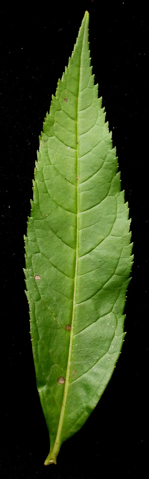 Turtlehead (Chelone Glabra) — commonly referred to as Turtlehead