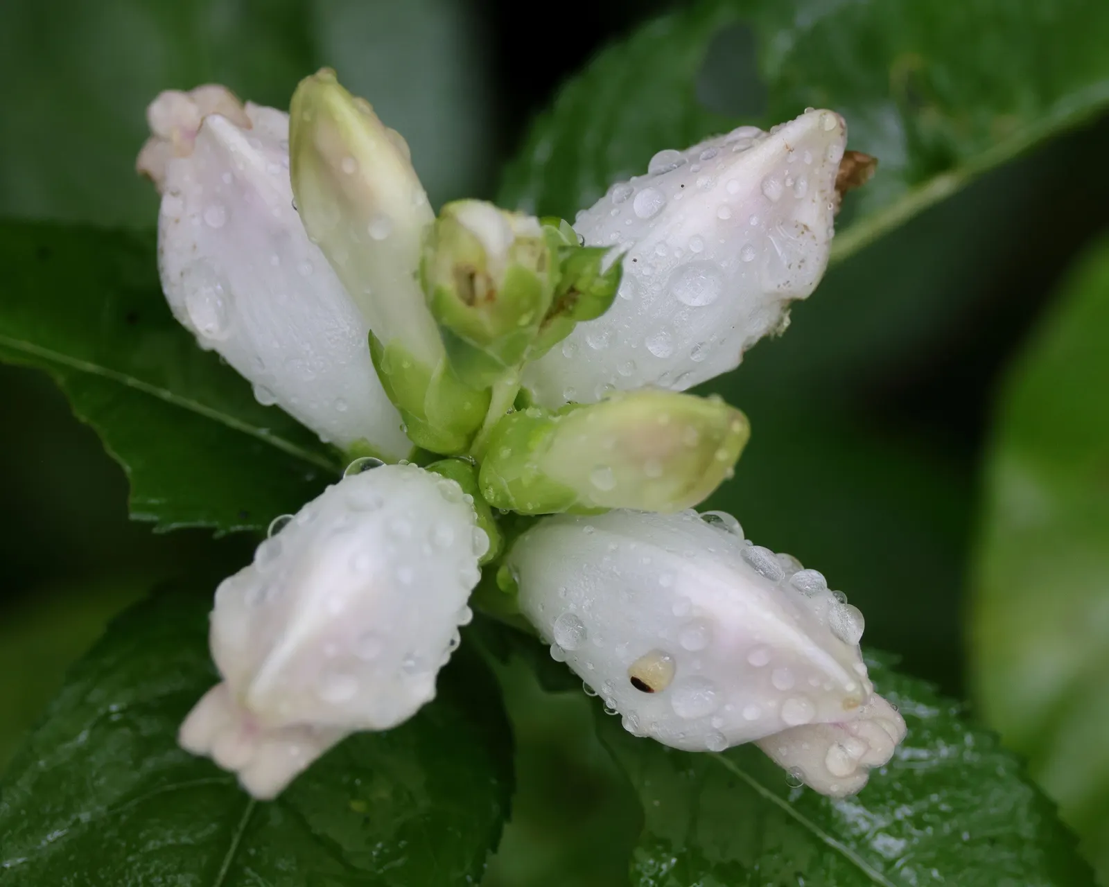 Turtlehead (Chelone Glabra) — or along stream banks for naturalistic plantings