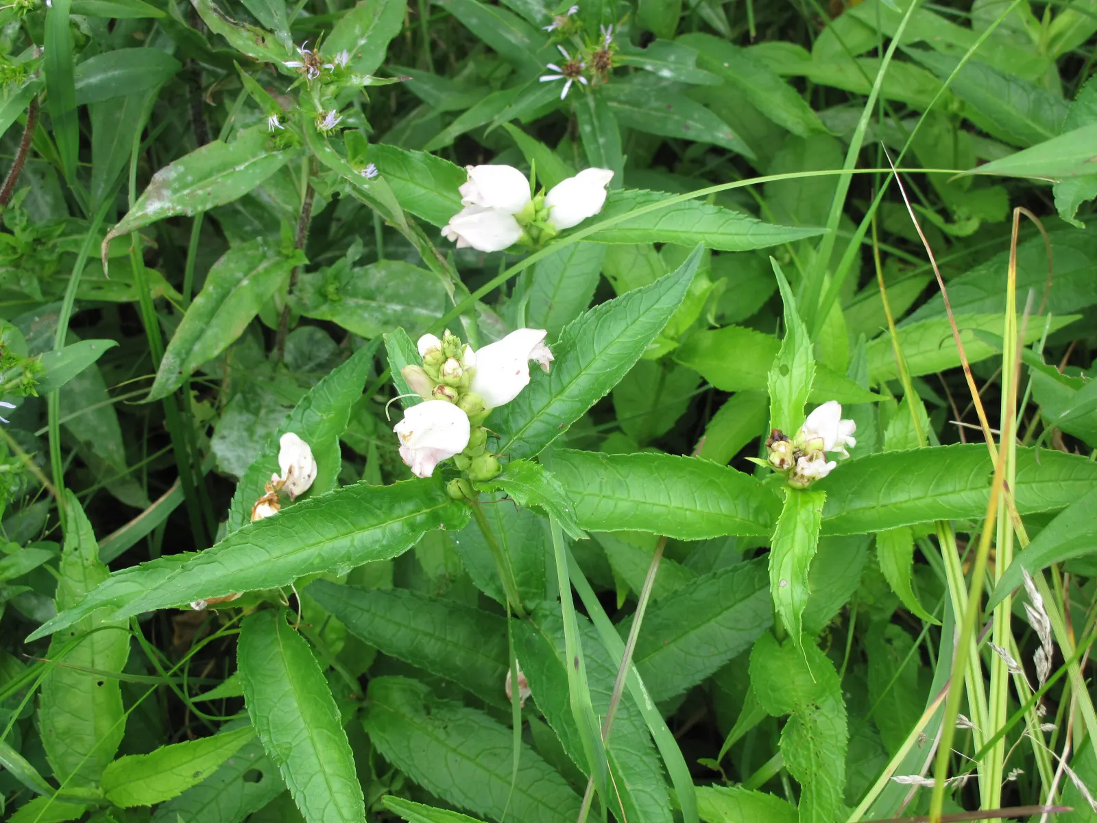 Turtlehead (Chelone Glabra) — celebrated for its unique flower shape that reminiscent of a turtle's head; is a perennial plant native to North America