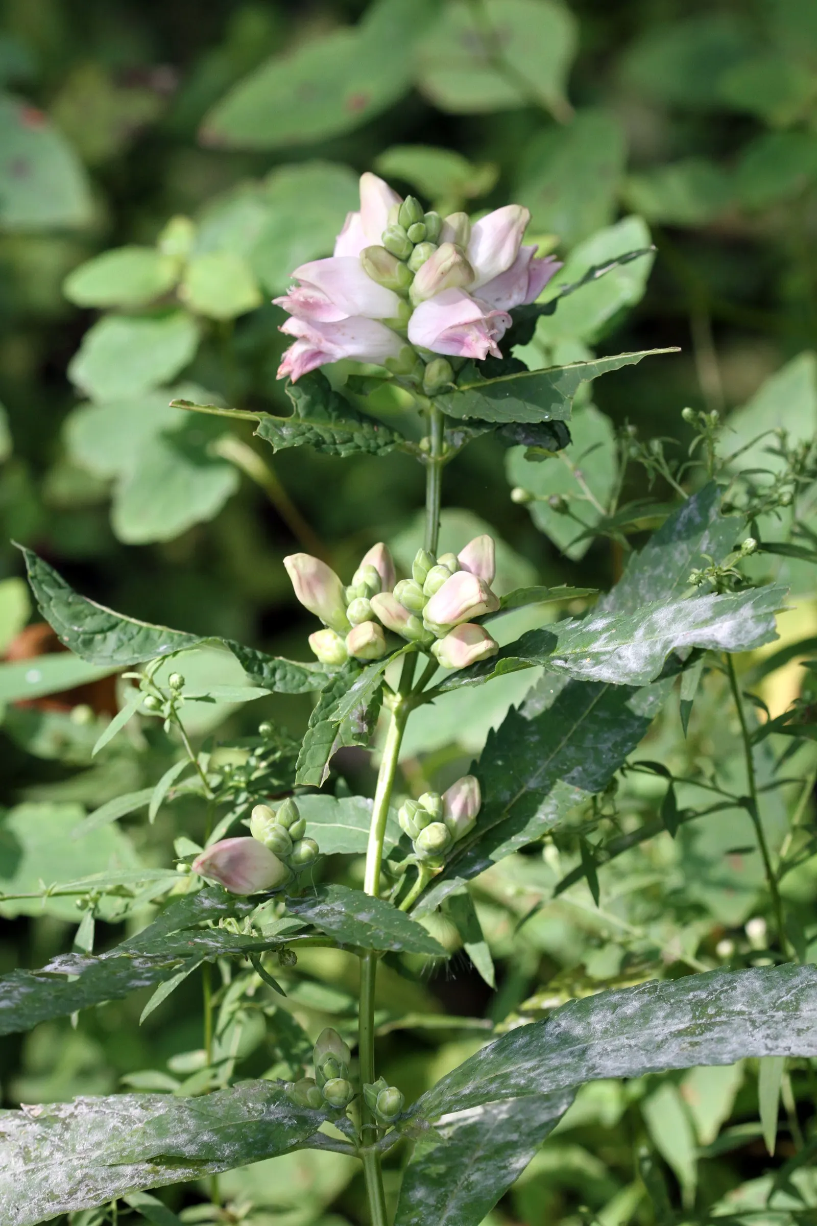 Turtlehead (Chelone Glabra) — is a perennial herbaceous plant featuring distinctive white blooms resembling a turtle's head