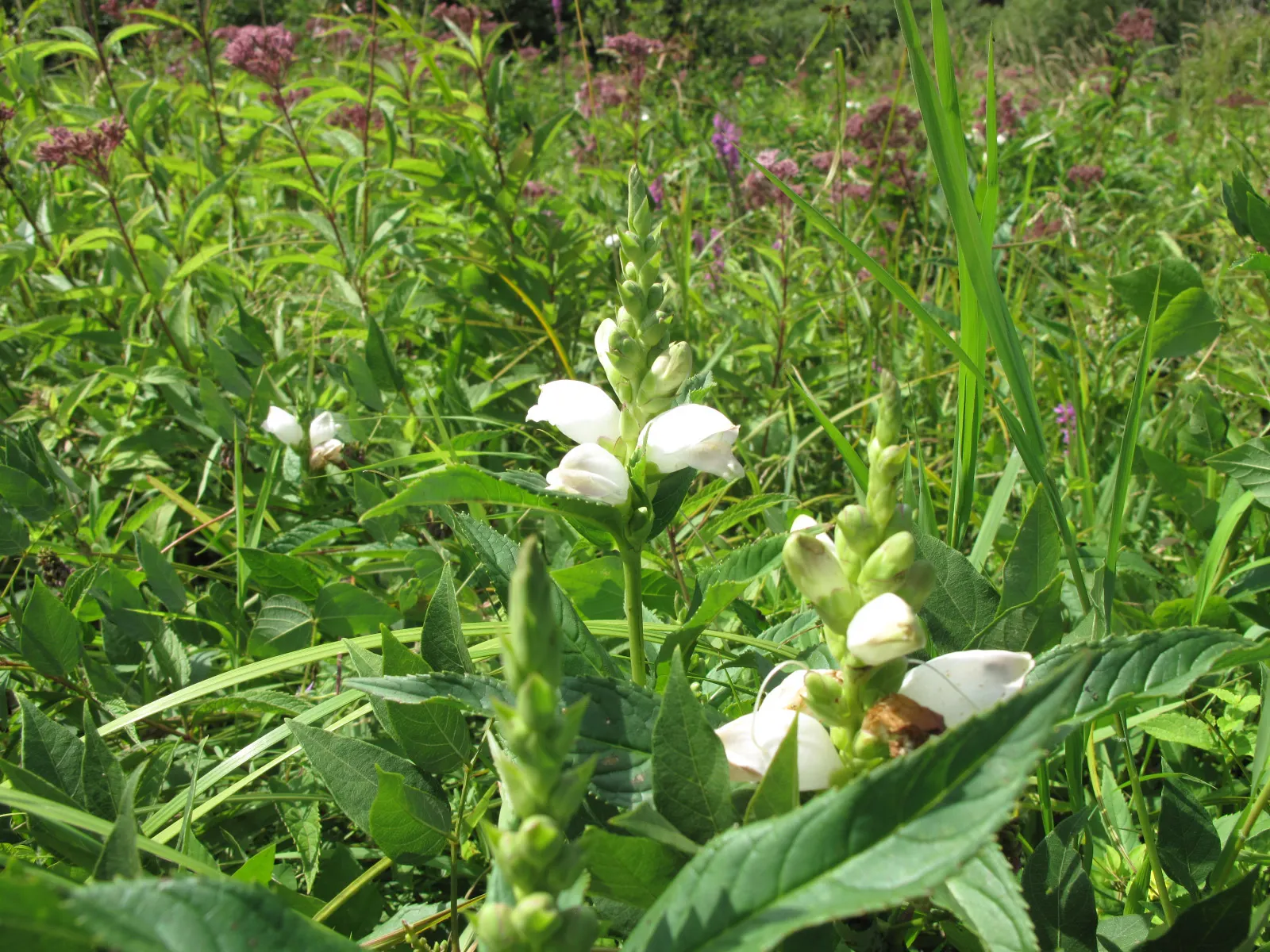 Turtlehead (Chelone Glabra) — Turtlehead thrives in USDA hardiness zones 3 to 8 and prefers consistently moist to wet soils