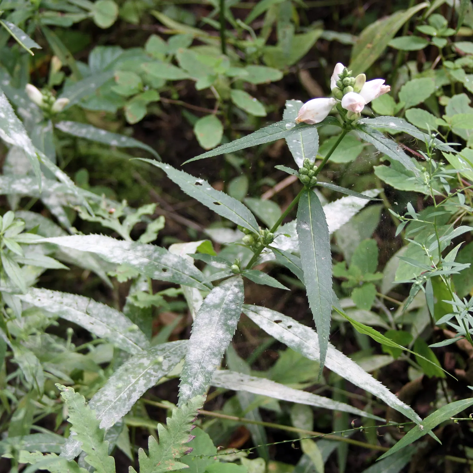 Turtlehead (Chelone Glabra) — including the endangered monarch.<br><br>Incorporate Turtlehead into border fronts