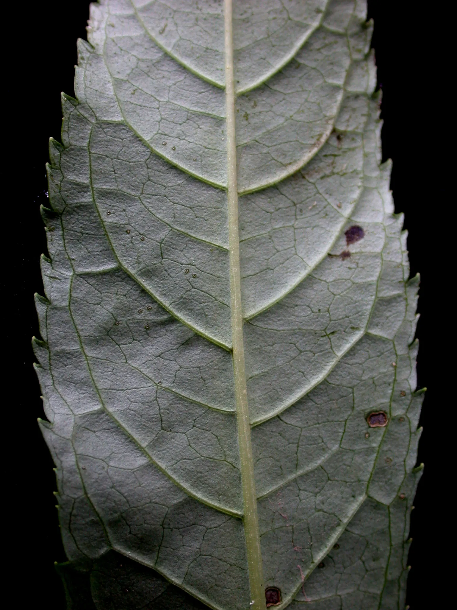 Turtlehead (Chelone Glabra) — Ideal for rain gardens and naturalized areas, lending a textured, vertical element to the landscape; celebrated for its unique