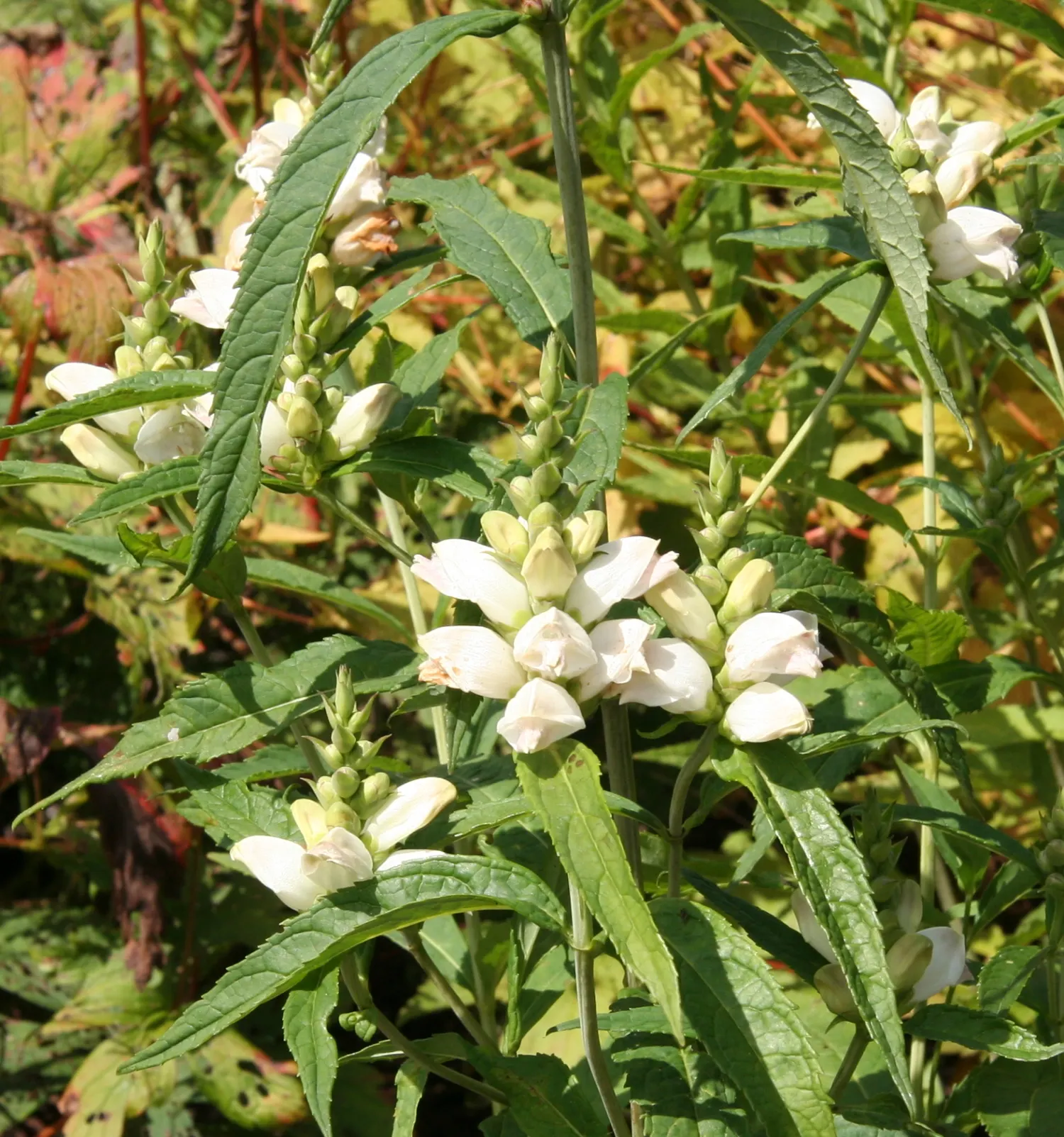 Turtlehead (Chelone Glabra) — creating varied textures and heights within the garden composition