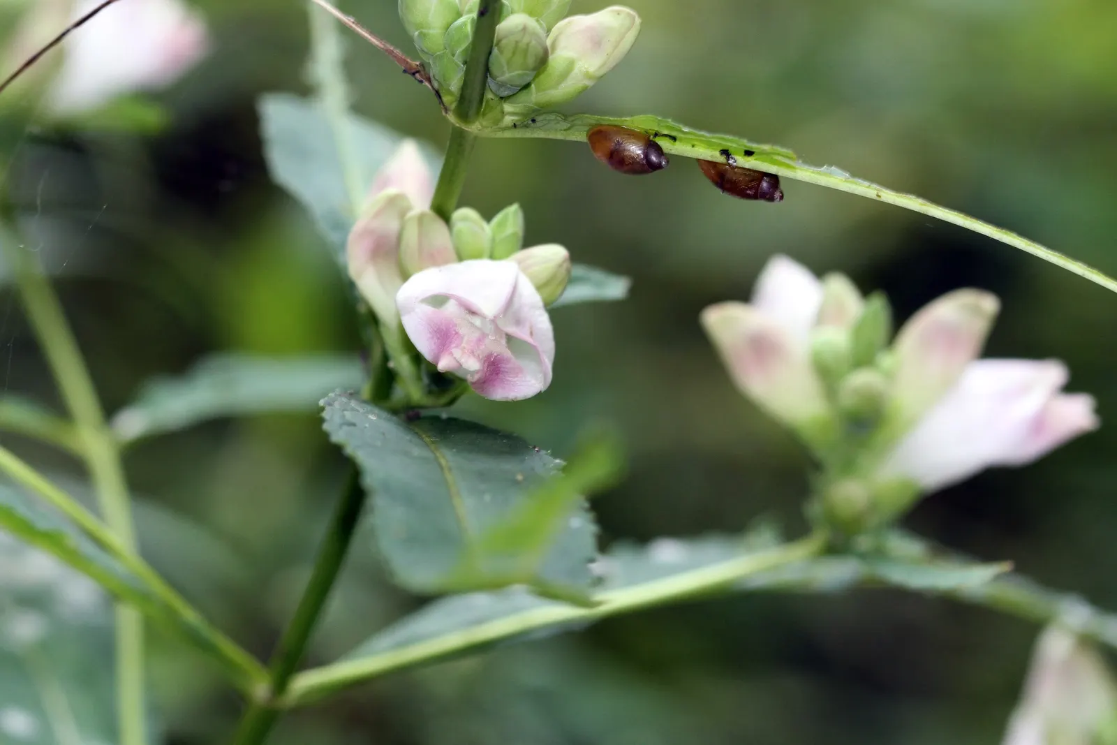 Turtlehead (Chelone Glabra) — robust stems cloaked in deep green