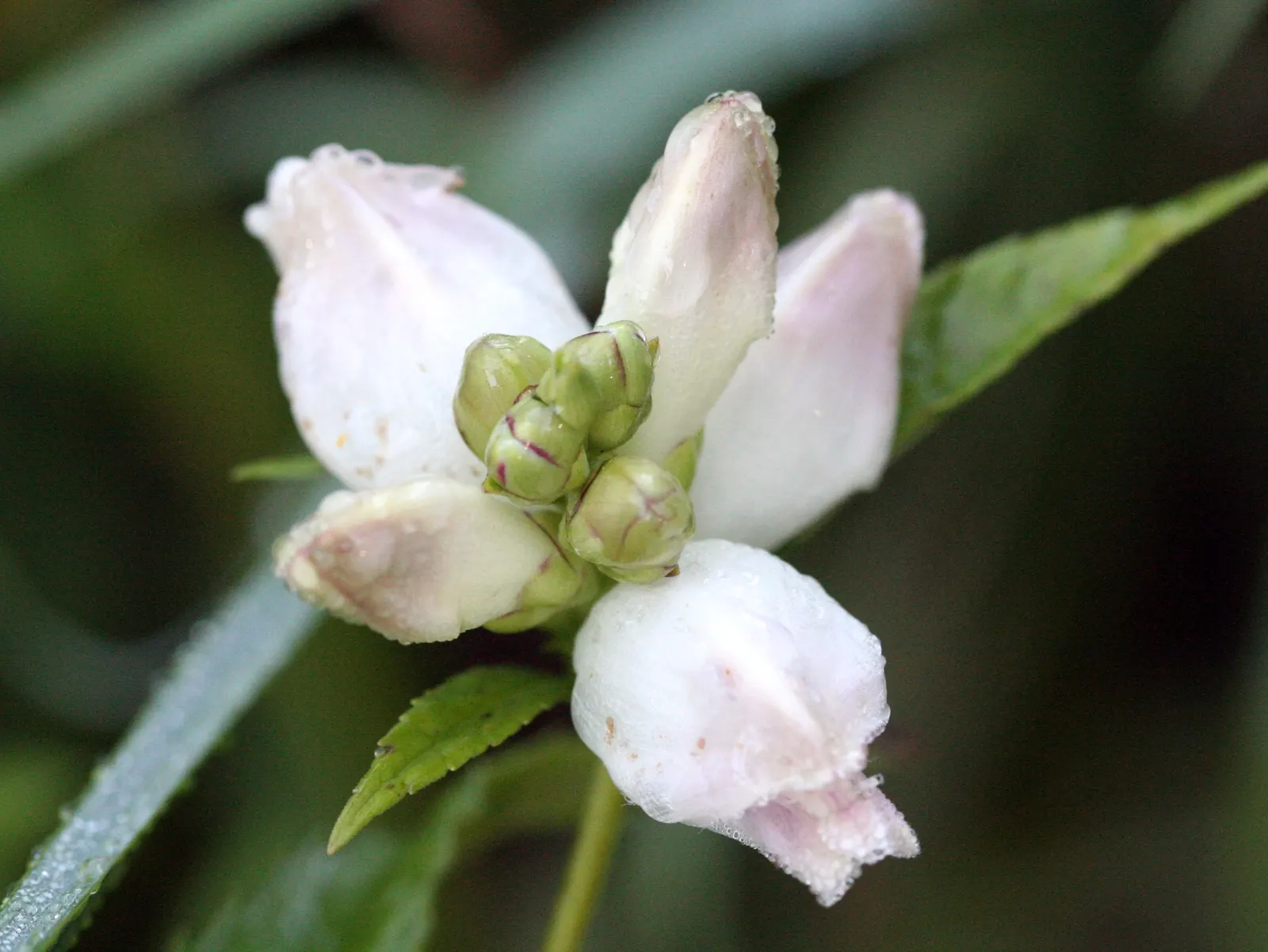 Turtlehead (Chelone Glabra) — Mature size reaches 2-3 feet high and 1-2 feet wide
