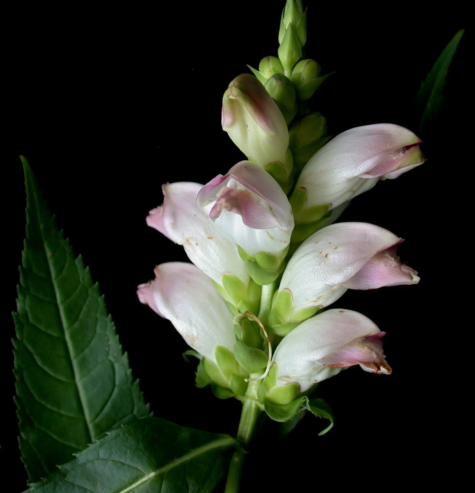 Turtlehead (Chelone Glabra) — Blooms in late summer to early fall, providing interest and attracting pollinators; thriving in zones 3-8, it prefers moist soil