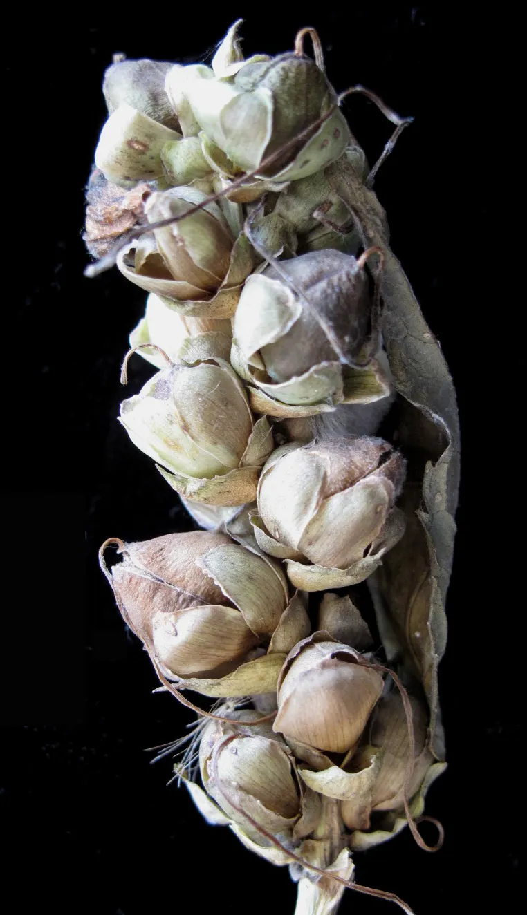 Turtlehead (Chelone Glabra) — Mature size reaches 2-3 feet high and 1-2 feet wide; pair it with other moisture-loving plants such as Joe-Pye weed