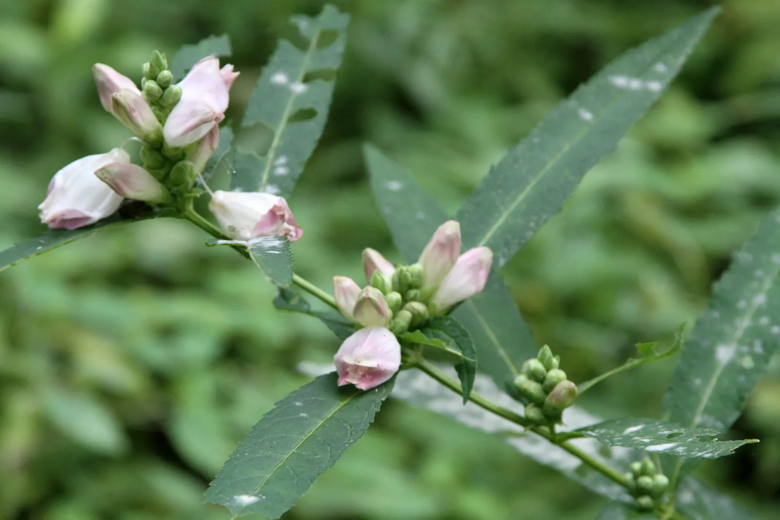 Turtlehead (Chelone Glabra) — It can tolerate partial shade but also grows well in full sunlight