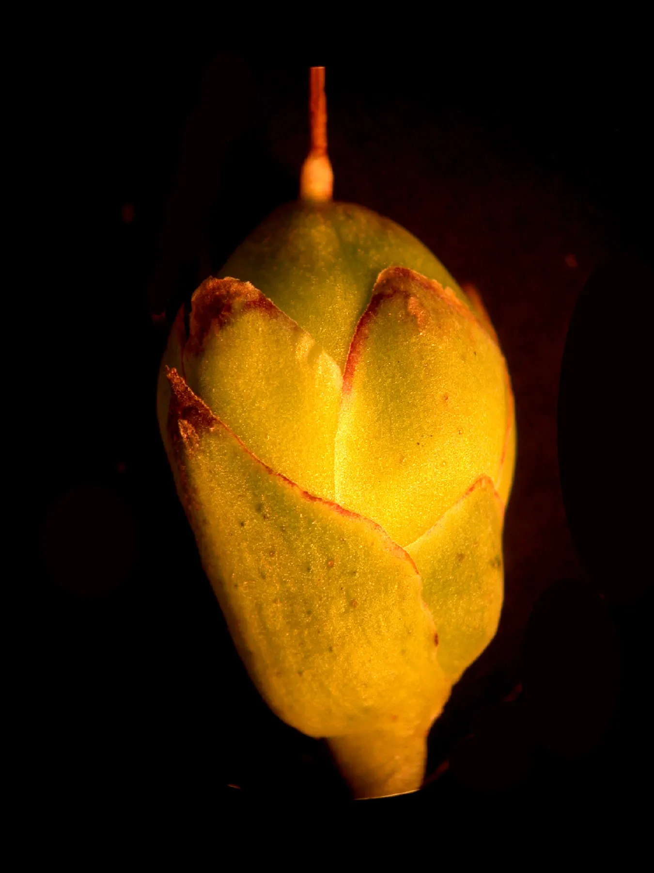 Turtlehead (Chelone Glabra) — robust stems cloaked in deep green; including the endangered monarch.<br><br>Incorporate Turtlehead into border fronts