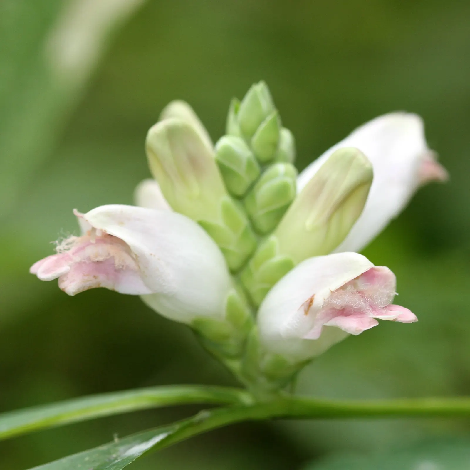 Turtlehead (Chelone Glabra) — pink and white flowers in the garden