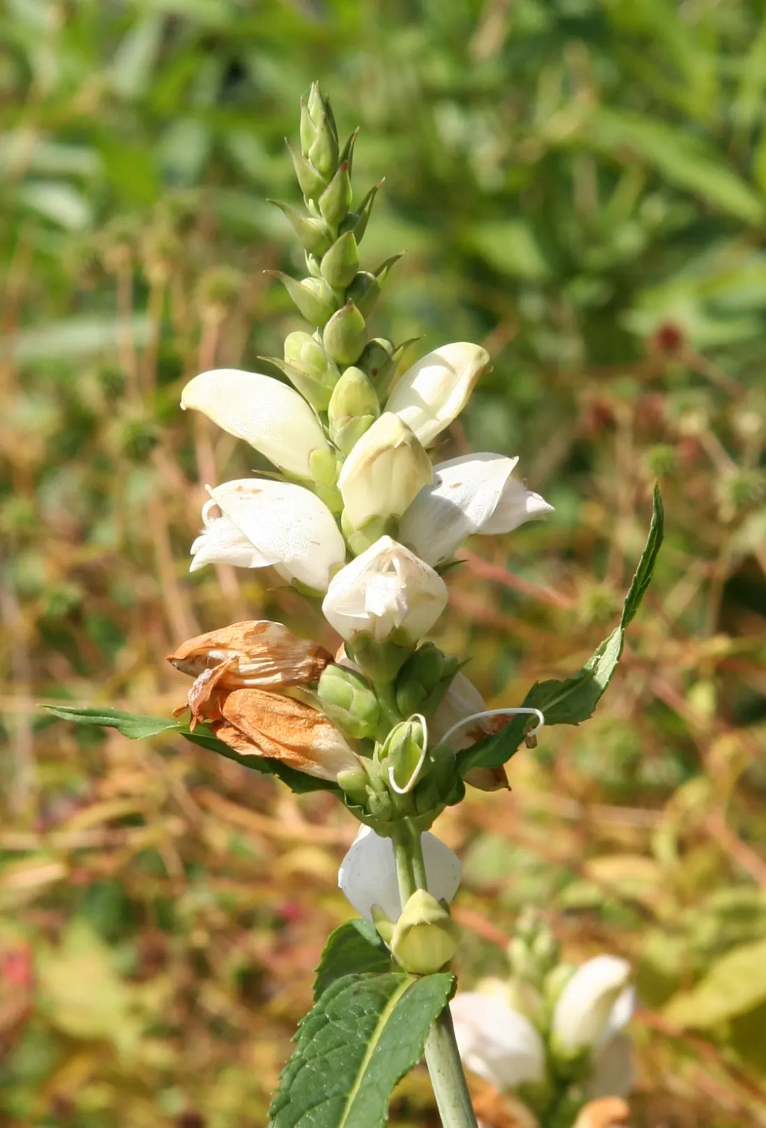 Turtlehead (Chelone Glabra) — creating clumps of upright